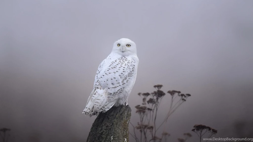 Snowy Owl In The Fog Desktop Wallpapers 28446