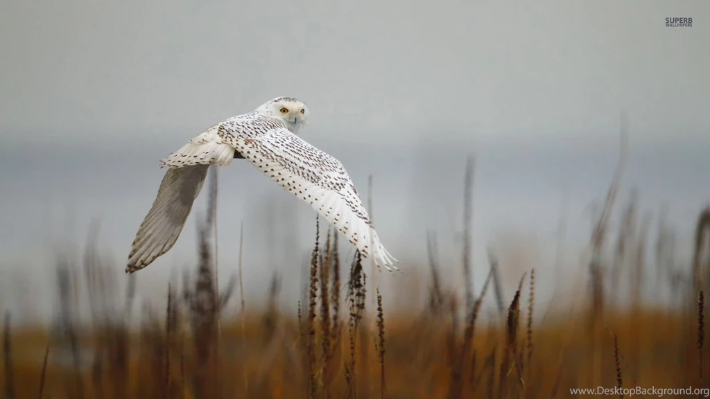 Snowy Owl   Owls Wallpapers (38700304)   Fanpop