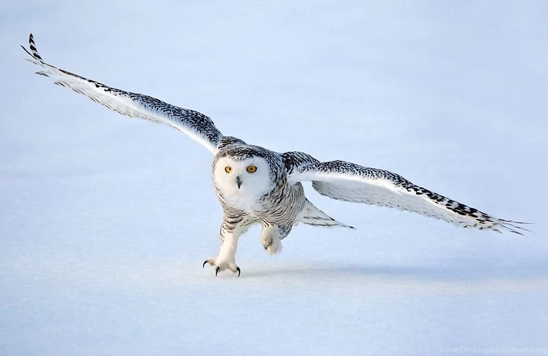 Snowy Owl Pictures