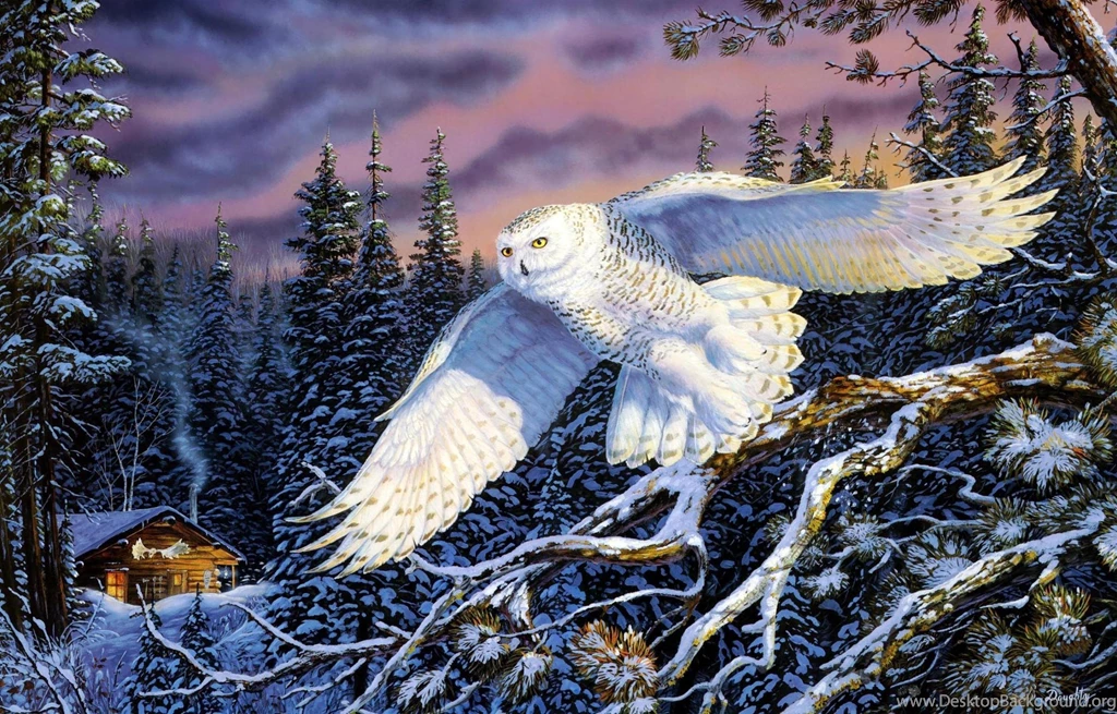 Snowy Owl Computer Wallpapers, Desktop Backgrounds