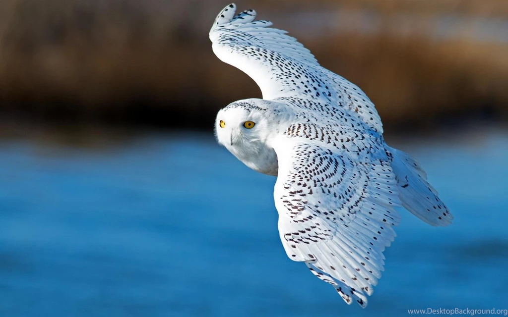 Owls Wallpapers >> Backgrounds With Quality HD