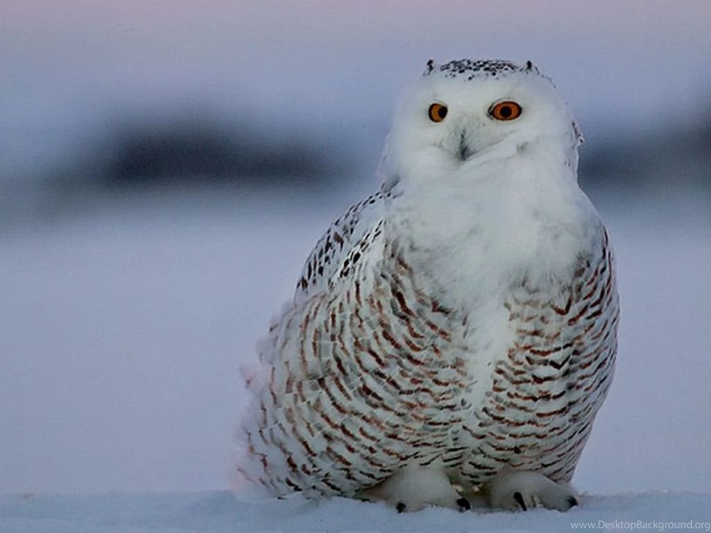 Owl HD Wallpapers Desktop Pictures