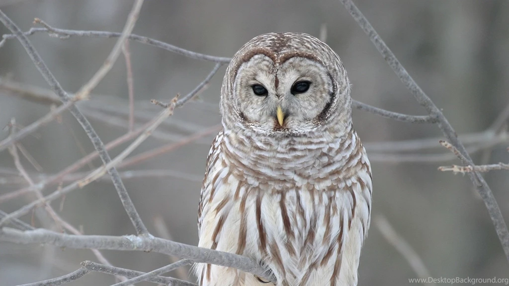 Baby Owl In Snowy Weather High Qaulity Bird Pics
