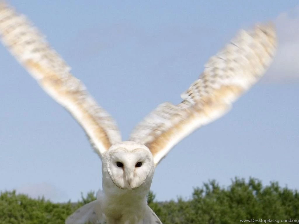 Snowy Owl Wallpapers