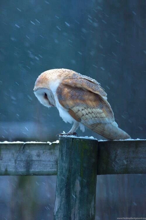 Barn Owl Wallpapers