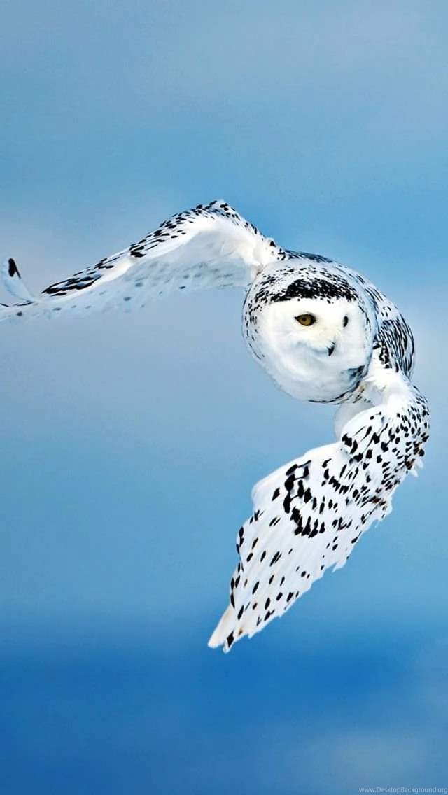 IPhone5 Wallpapers On Pinterest