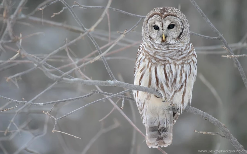 Free Owl Wallpapers