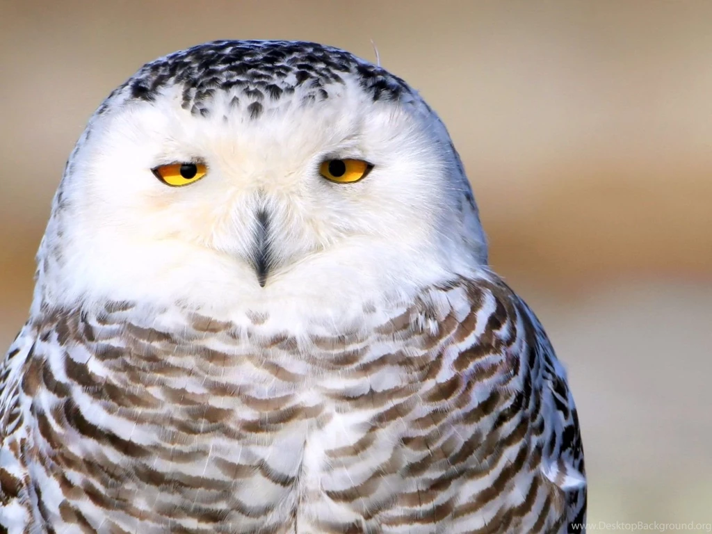 Animals Birds Owls Snowy Owl Wallpapers