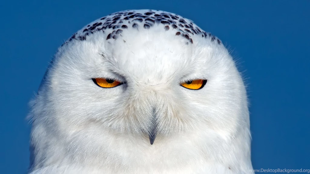 Download Wallpapers 1920x1080 Owl, Snowy Owl, Bird, Predator, Eyes ...