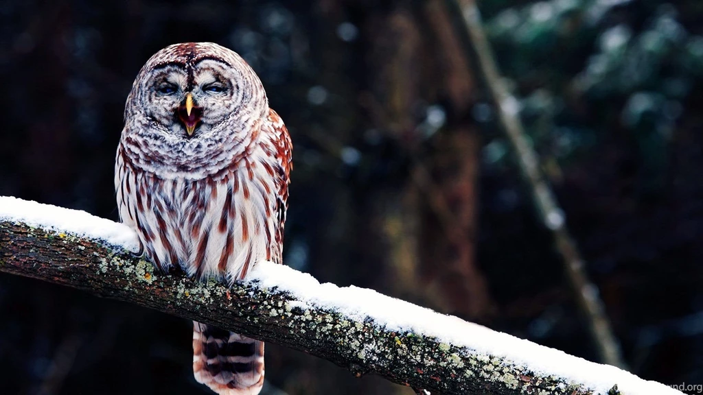 Top Funny Snowy Owl Images For Pinterest