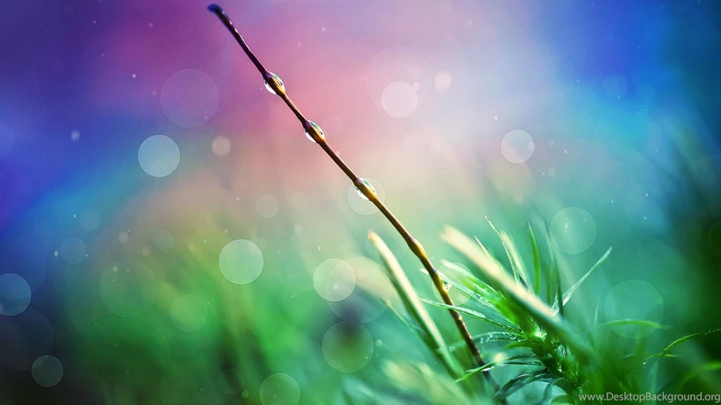 After Rain Drops 1080p HD Wallpapers Nature