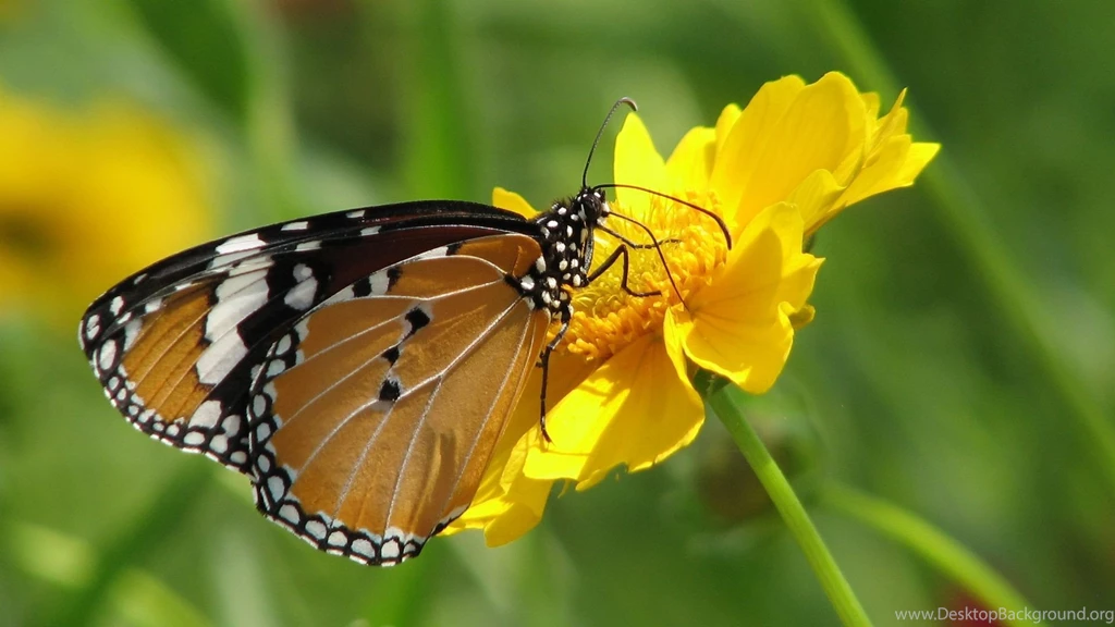 A Monarch And Yellow Flower 1080p HD Wallpapers Nature