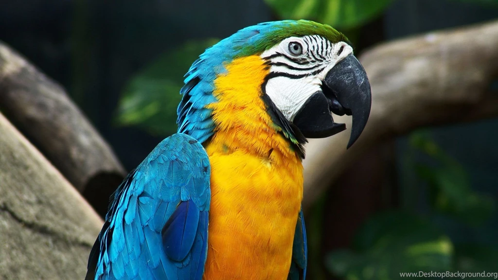 Desktop hd download parrot pictures.jpg