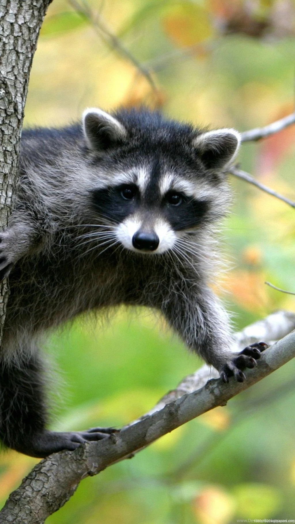 1080x1920 Animal On Tree Wallpapers HD