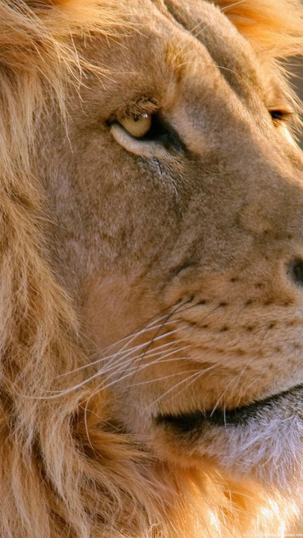 1080x1920 Lion Wallpapers HD