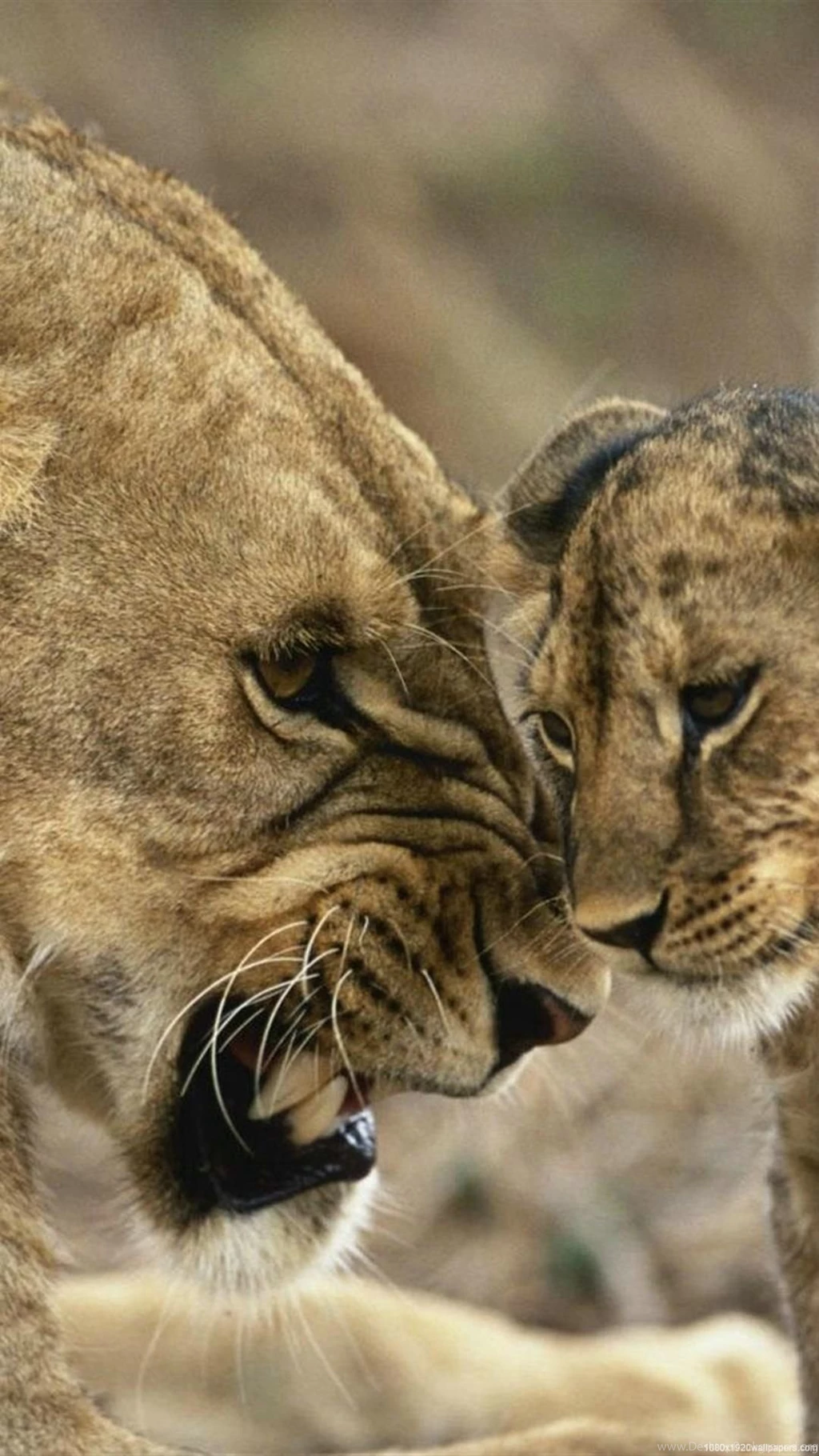 1080x1920 Lion Animal Love Wallpapers HD