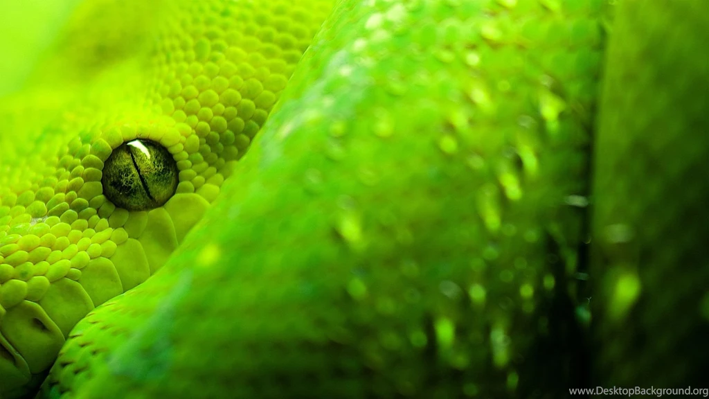 75 Free HD Animals Backgrounds
