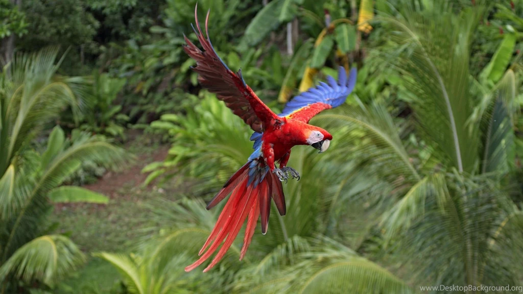 Wallpaper, Macaw, Scarlet, Flight, Animals, Background, Winter ...