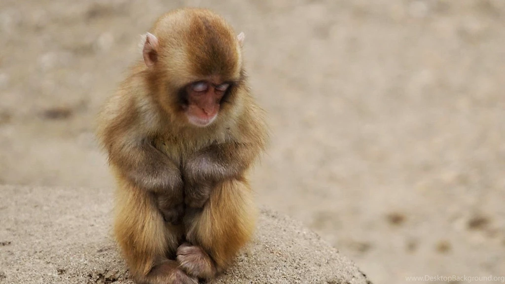 Animals Backgrounds Monkeys Baby Animals Wallpapers