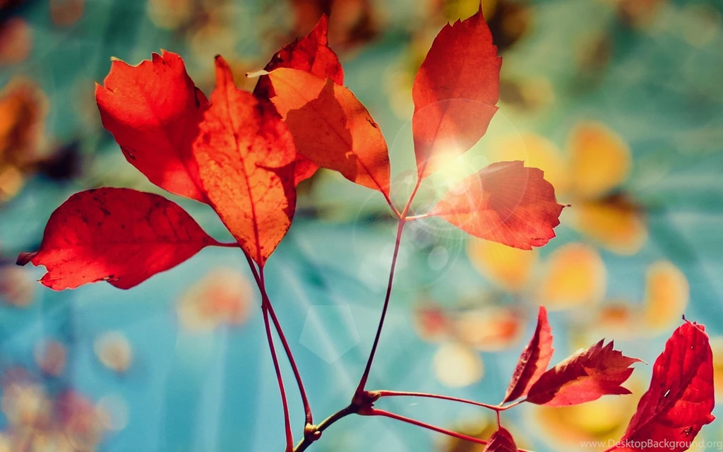 Nature HD Wallpapers