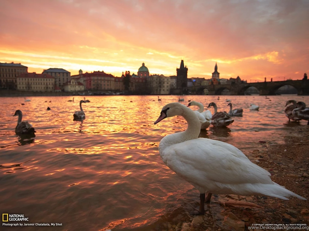 Swan Picture Prague Wallpapers National Geographic Photo Of ...