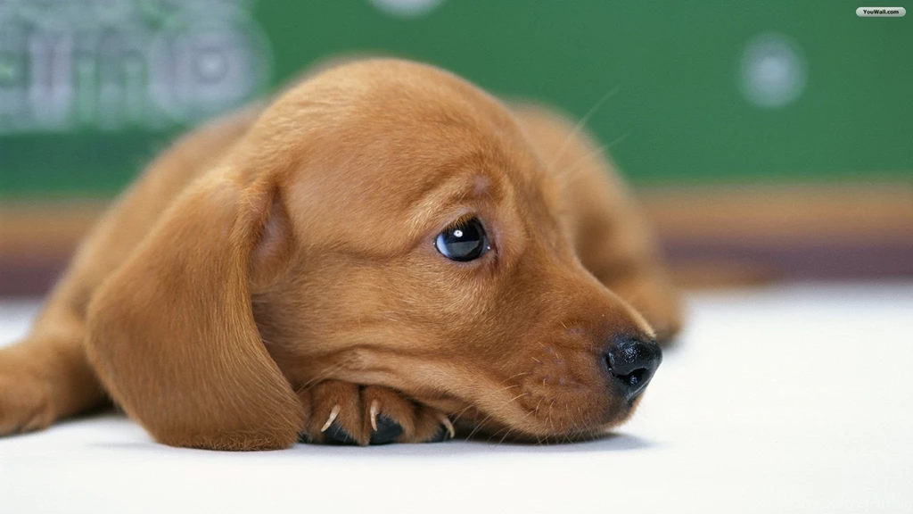 Set As Desktop Wallpapers Cute Dog Wallpapers 1920x1080 260 Kb ...