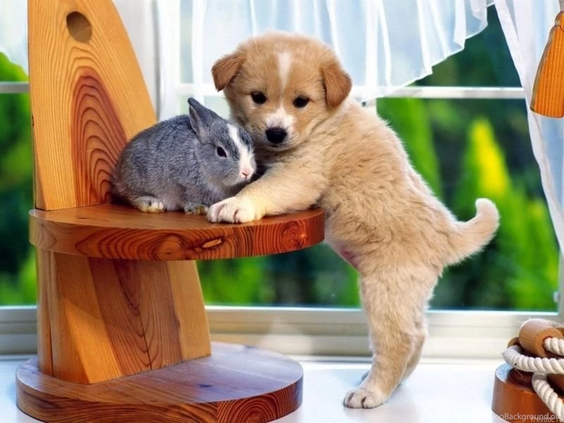 Jolie Blogs: Wallpapers Of Dogs