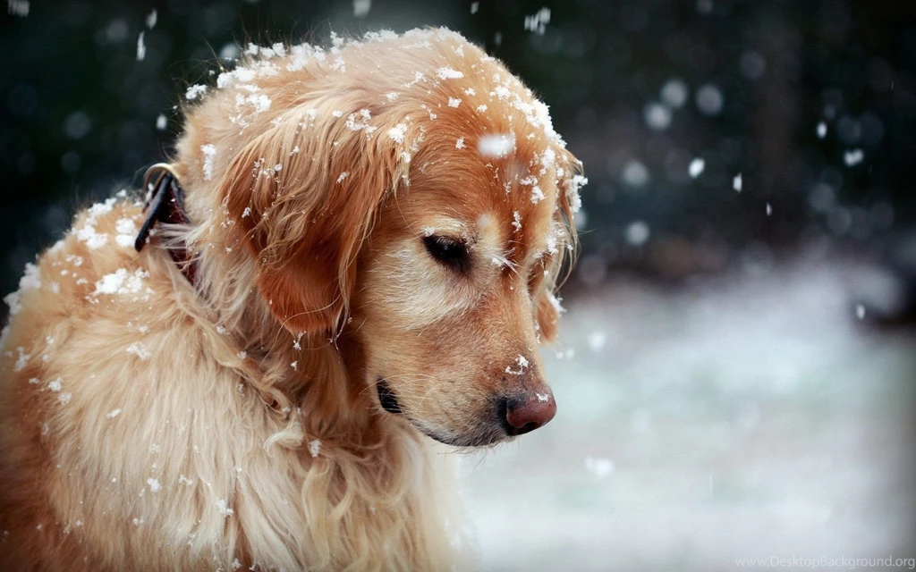 Dog HD Wallpapers And Backgrounds