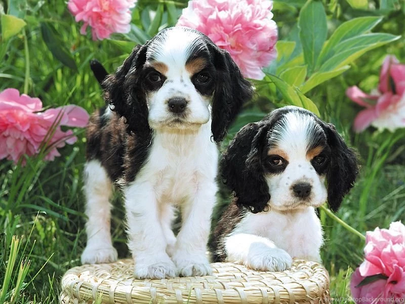 Jolie Blogs: Wallpapers Of Dogs