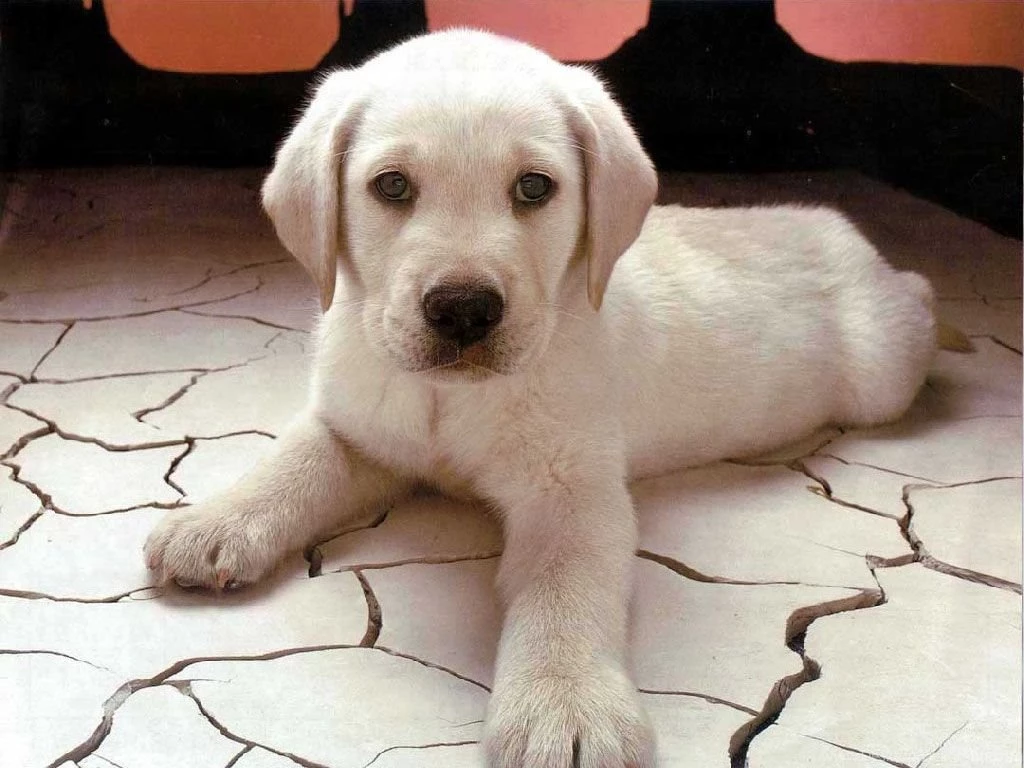 Dog Wallpapers And Backgrounds PowerballForLife