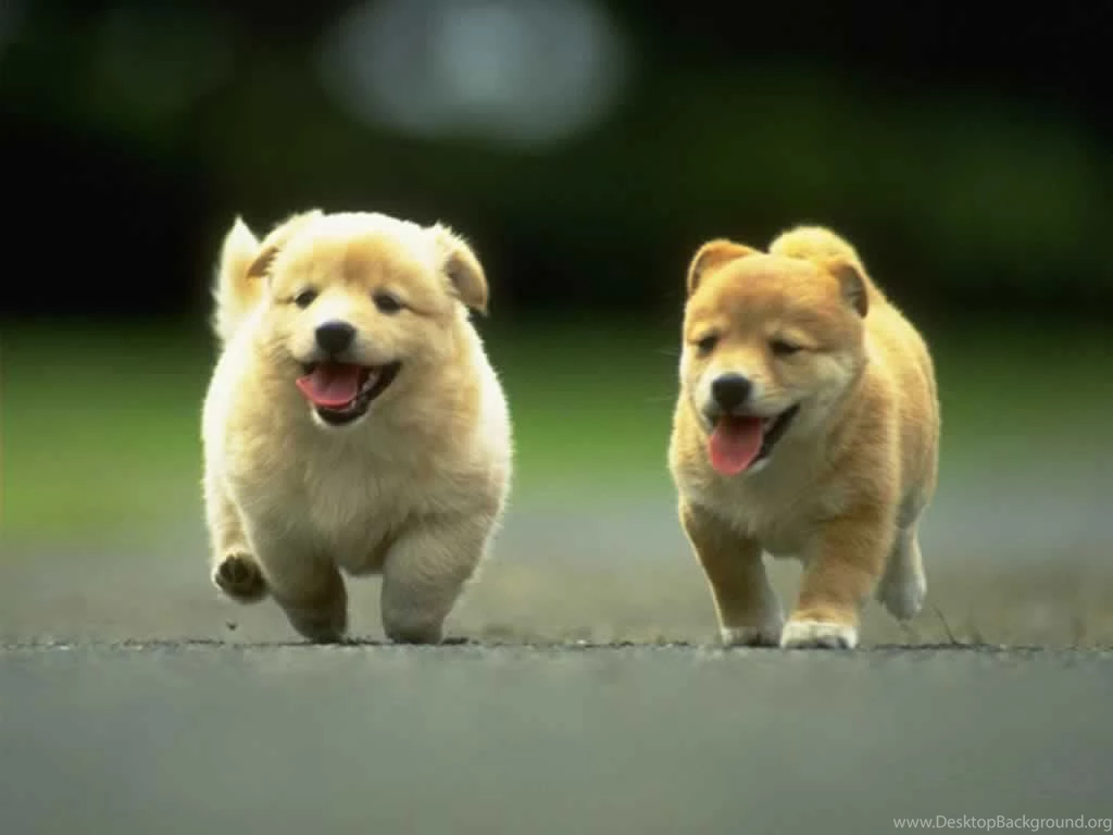 Smart Dog Hd Wallpapers 1920x1080PX Amazing Cute Dog Hd ...