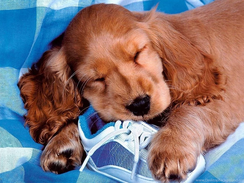 Download Cute Funny Black Dog HD Wallpapers 36 Funny Dog ...