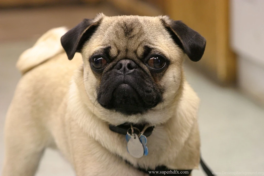 Pug dog images.jpg