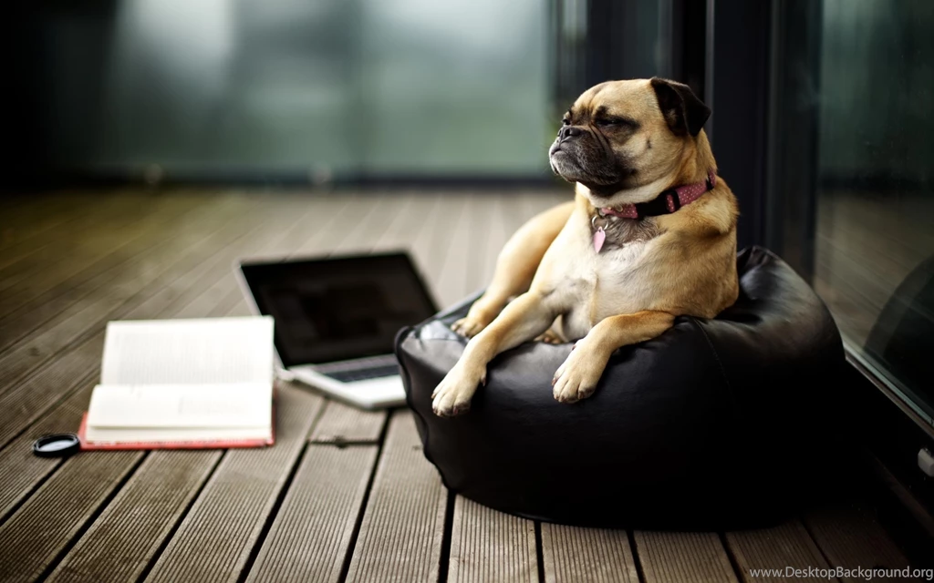 Pug Dog HD Wallpapers