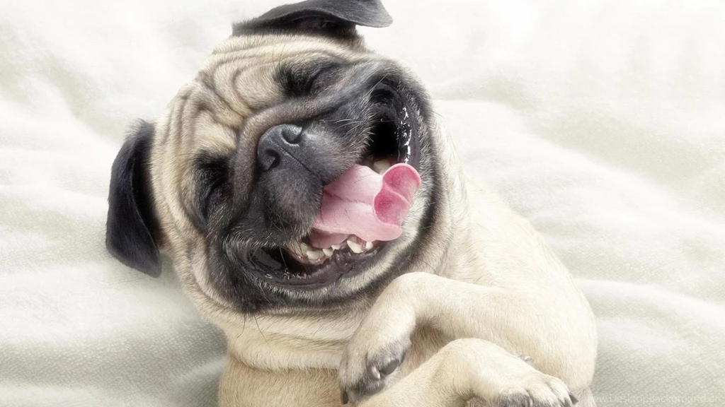 Download Pug Dog For Iphone Funny And Cute Black Pet Cat Wallpapers ...