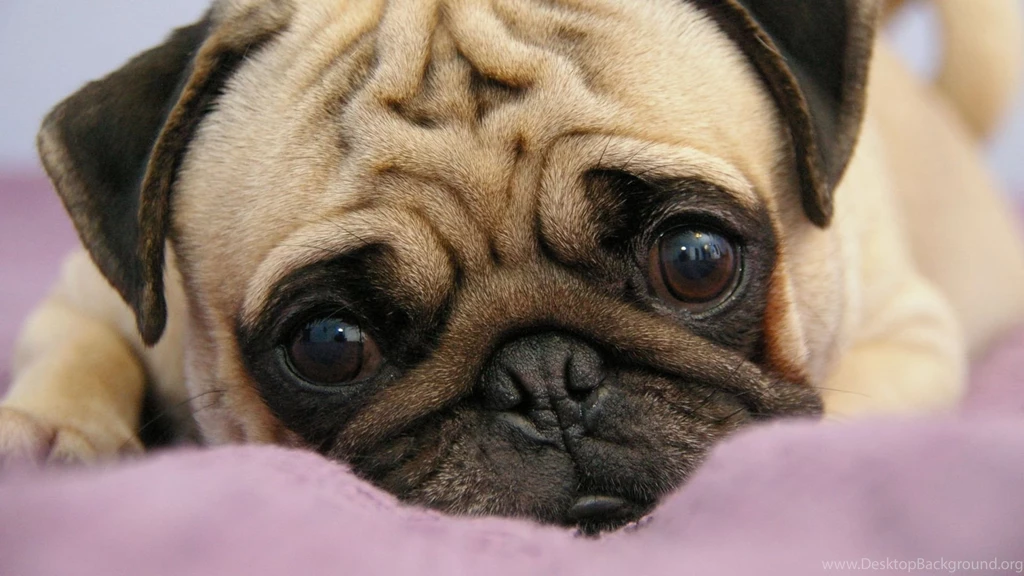 Full HD 1080p Pug Wallpapers HD, Desktop Backgrounds 1920x1080 ...