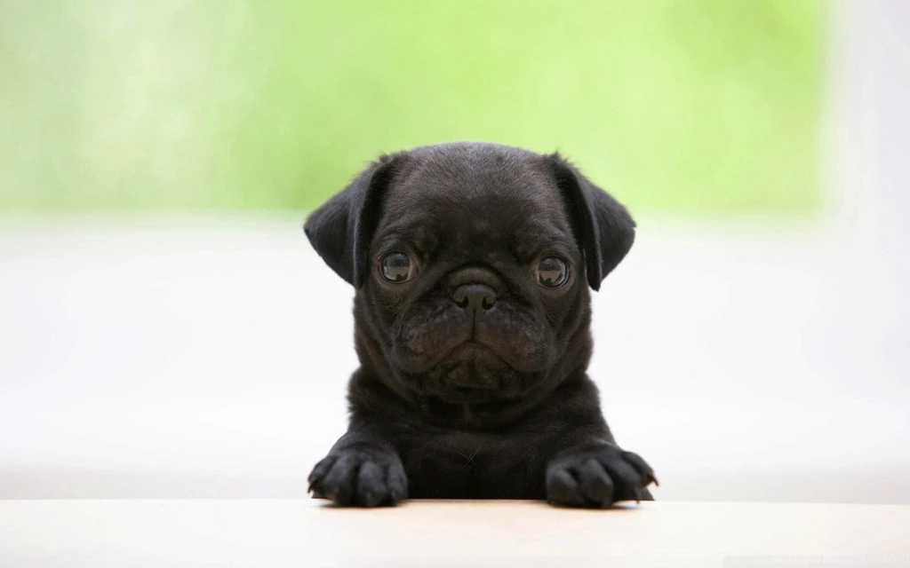 Pug