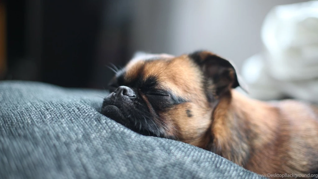 Pug