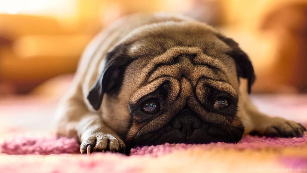Sad Pug Desktop Backgrounds HD 1920x1080
