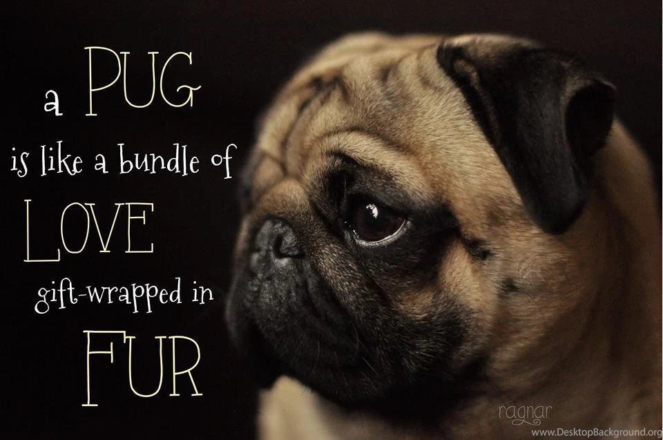 Pug Wallpapers 202 Desktop Backgrounds DogBreedsWallpapers.com