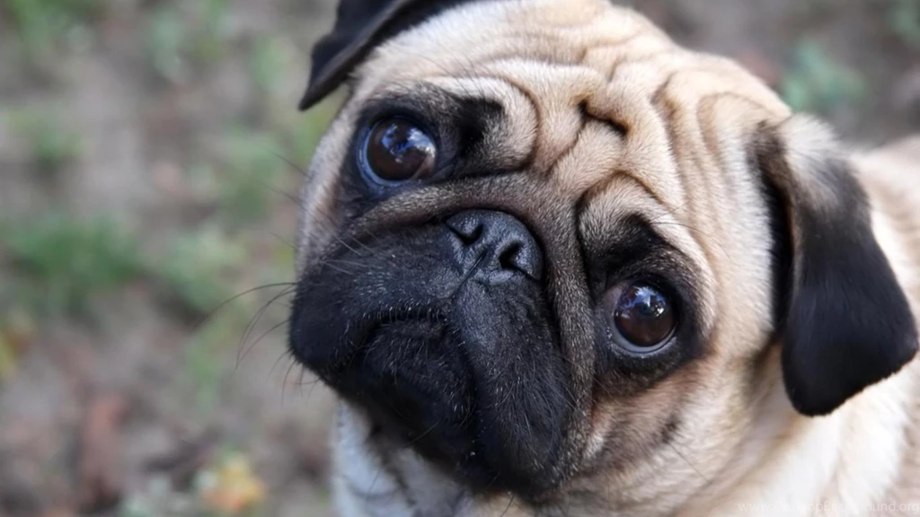 Pug Wallpapers