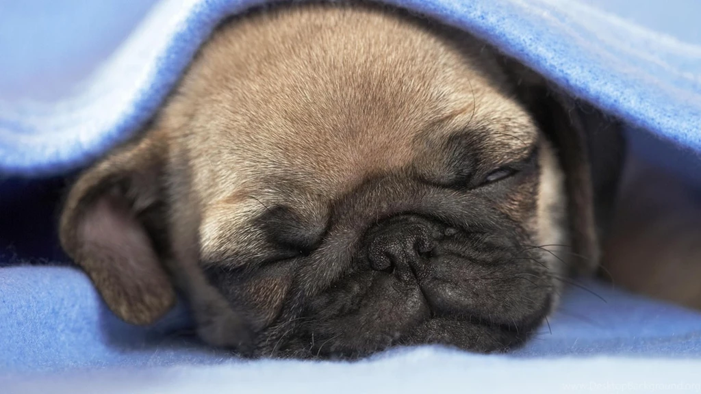 Pug Desktop Wallpapers The Dog Wallpapers Best The Dog Wallpapers