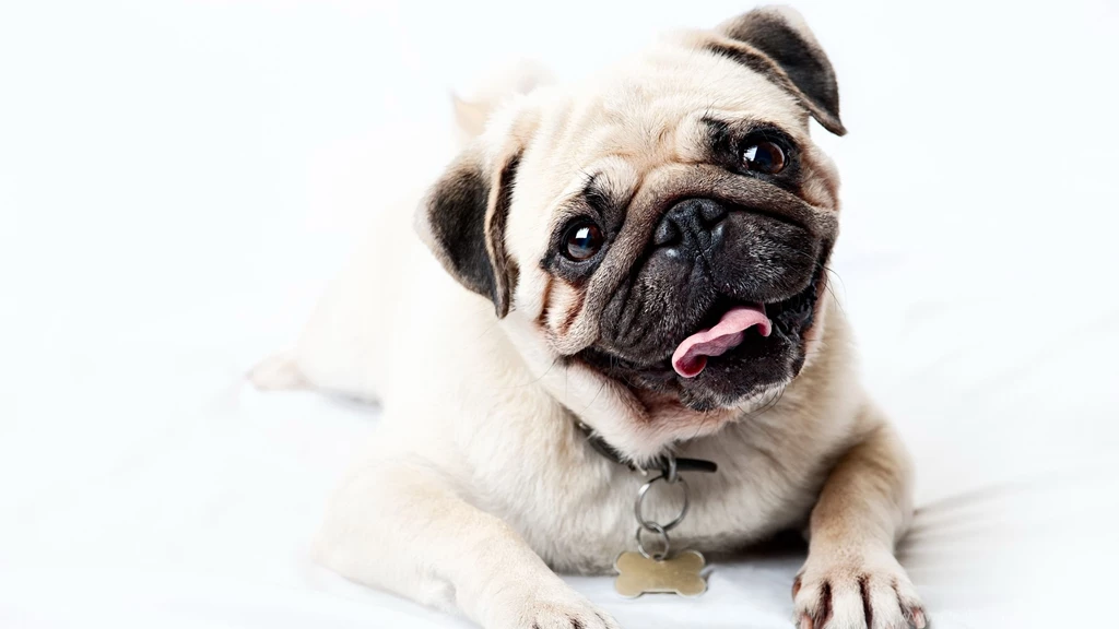 Mac iMac 27 Pug Wallpapers HD, Desktop Backgrounds 2560x1440 ...