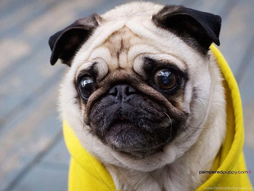 10 Free Pug Puppies Wallpapers HD
