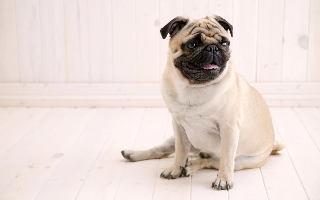 Pug Dog Wallpapers