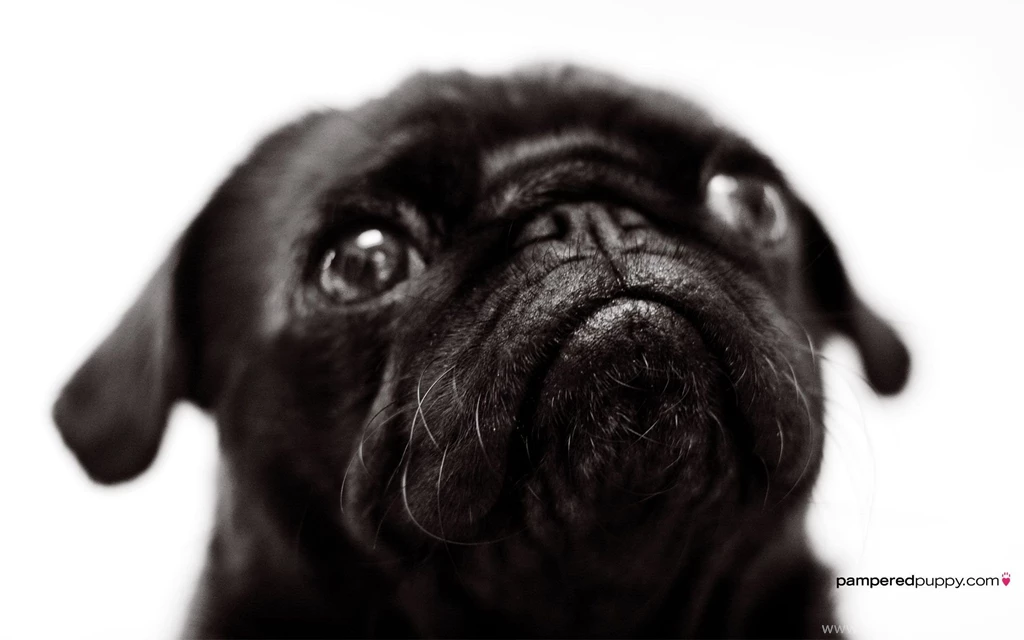 Pug Wallpapers