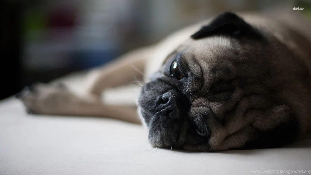 Pug Wallpapers Animal Wallpapers