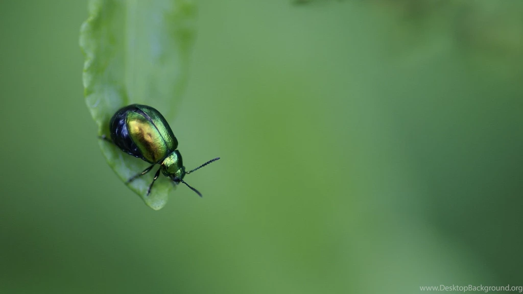 1980X1080 Wallpapers 140010