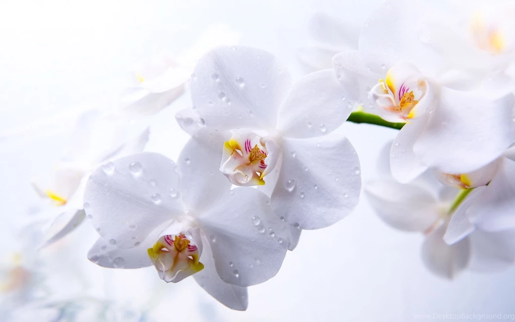 White Orchid Wallpapers HD Wallpapers And Pictures