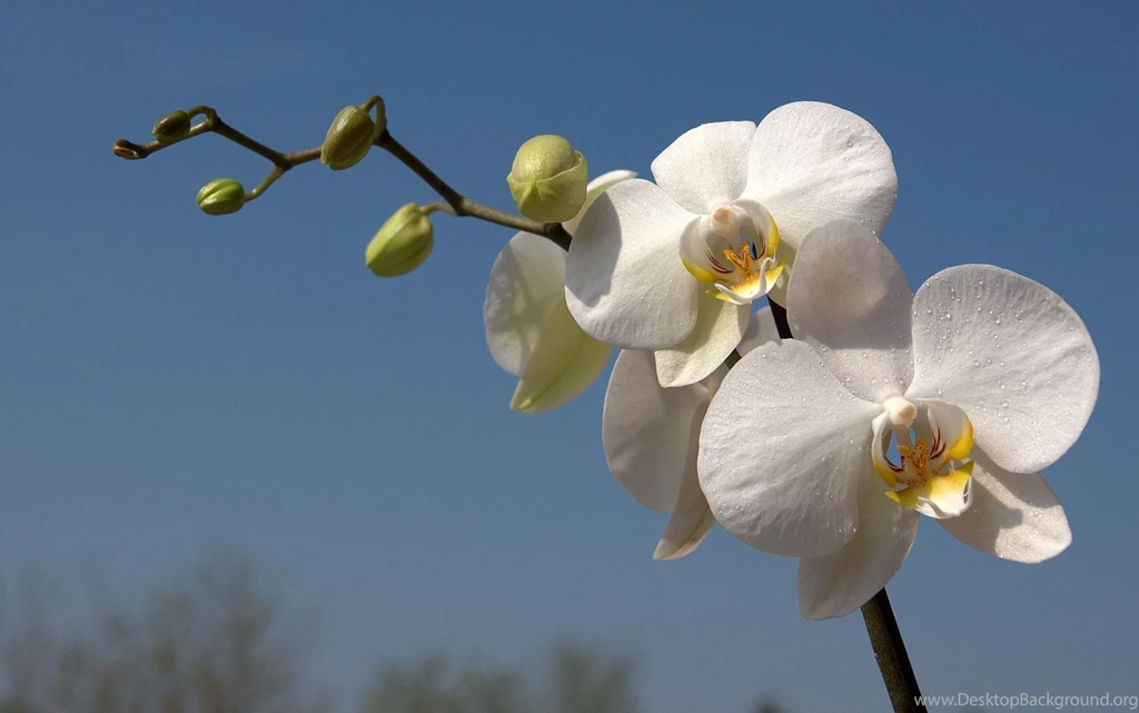 White Orchid
